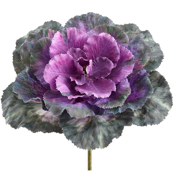 Purple and green ornamental cabbage on a white background