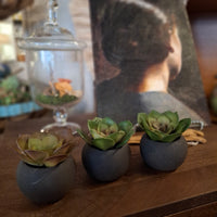 Small Succulent in Black Pot