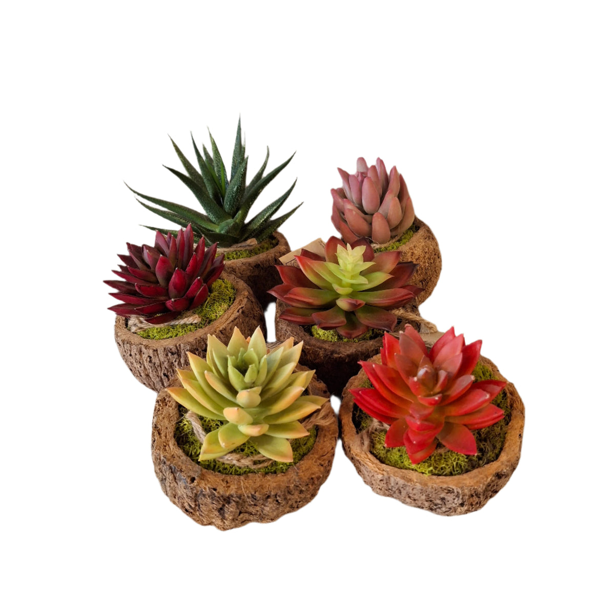 Mayan Coconut with Faux Succulent