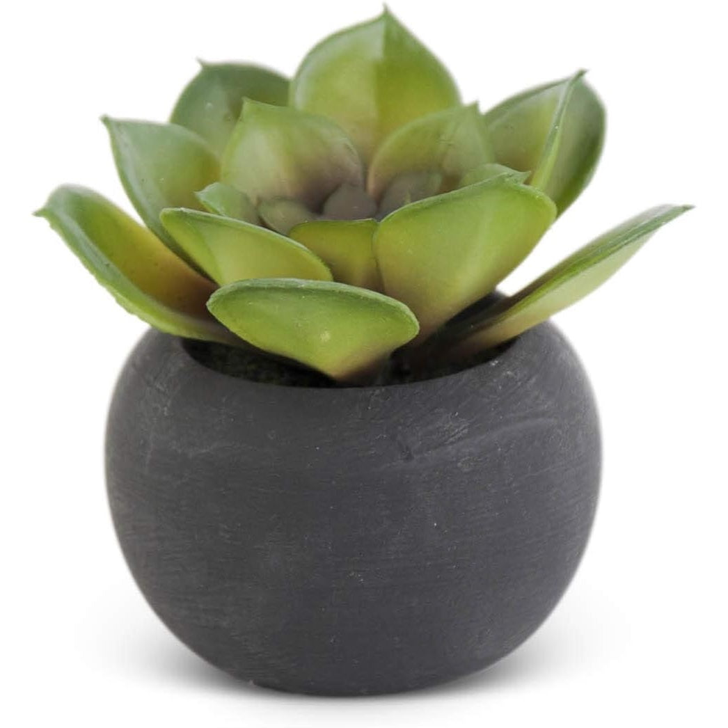 Small Succulent in Black Pot