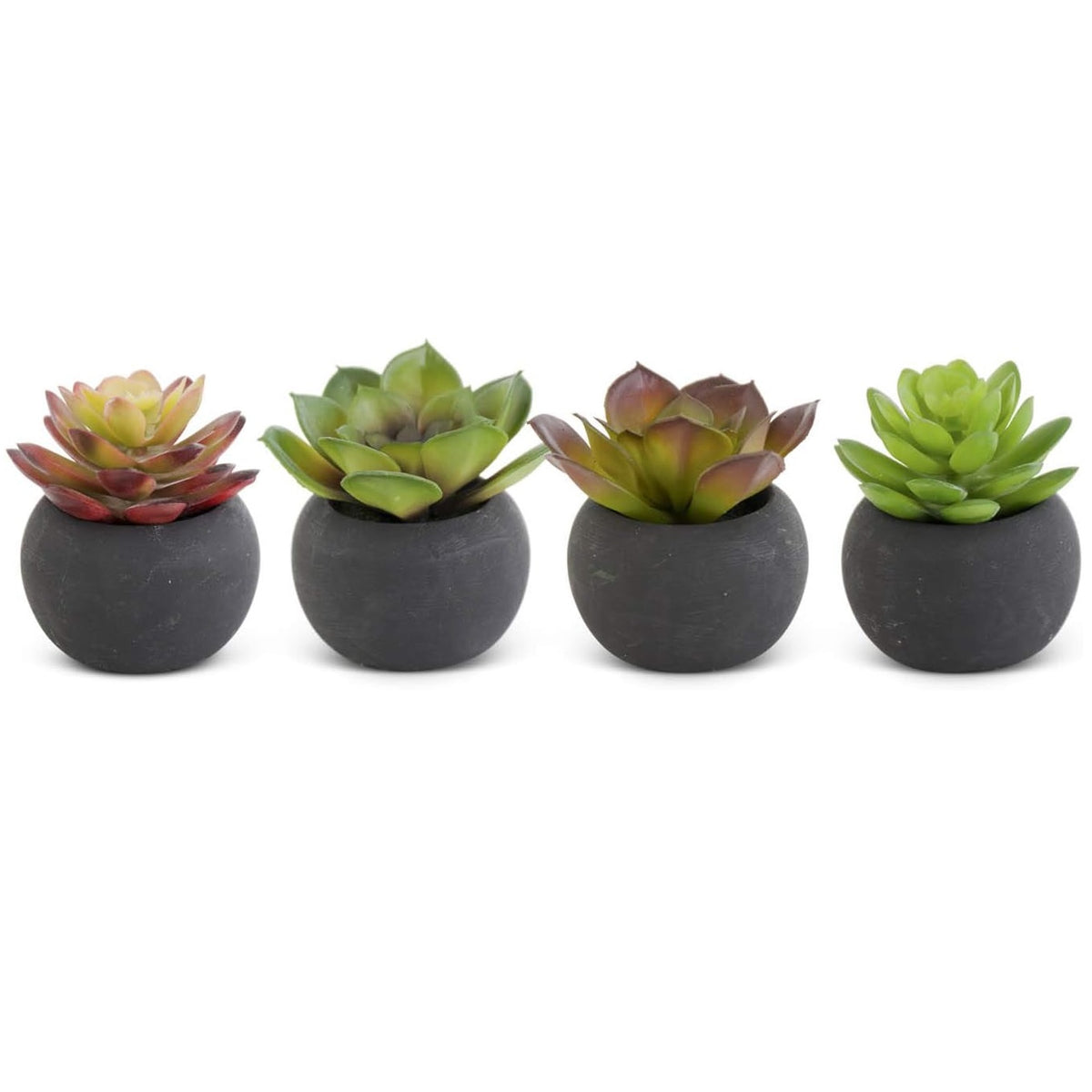 Small Succulent in Black Pot