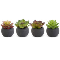 Small Succulent in Black Pot