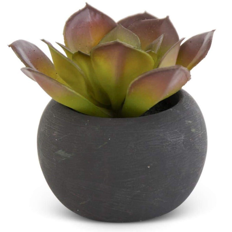 Small Succulent in Black Pot