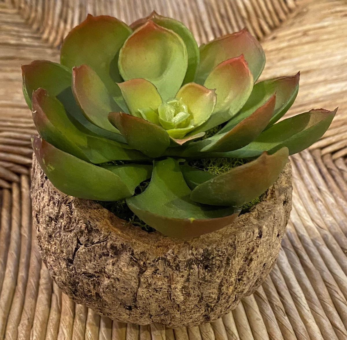 Mayan Coconut with Faux Succulent