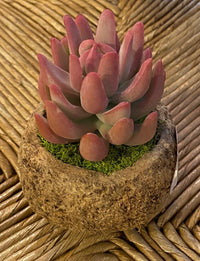 Mayan Coconut with Faux Succulent