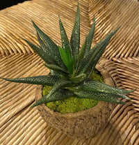 Mayan Coconut with Faux Succulent