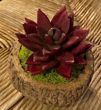Mayan Coconut with Faux Succulent