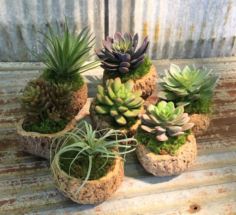 Mayan Coconut with Faux Succulent